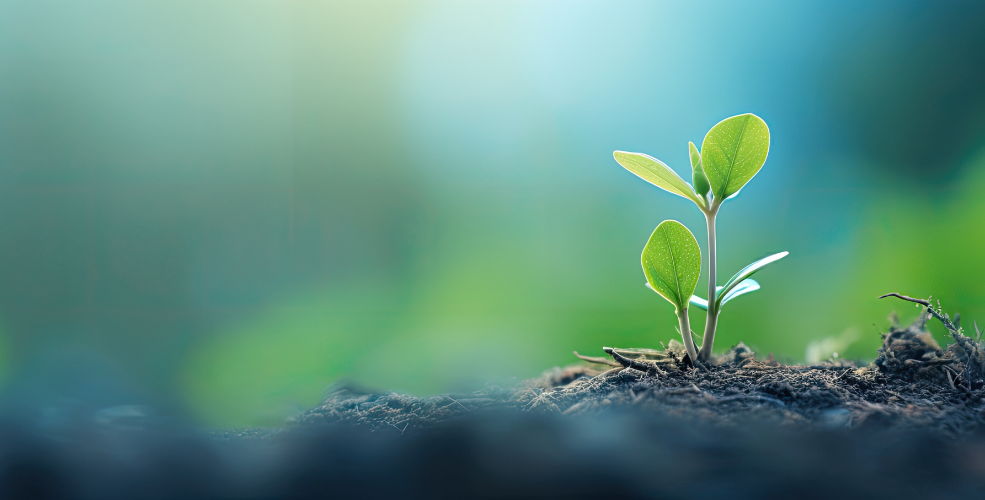 A close-up of a small green seedling sprouting from rich soil, illuminated by soft sunlight against a blurred, natural background.